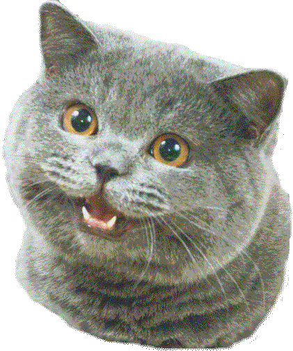 a grey cat